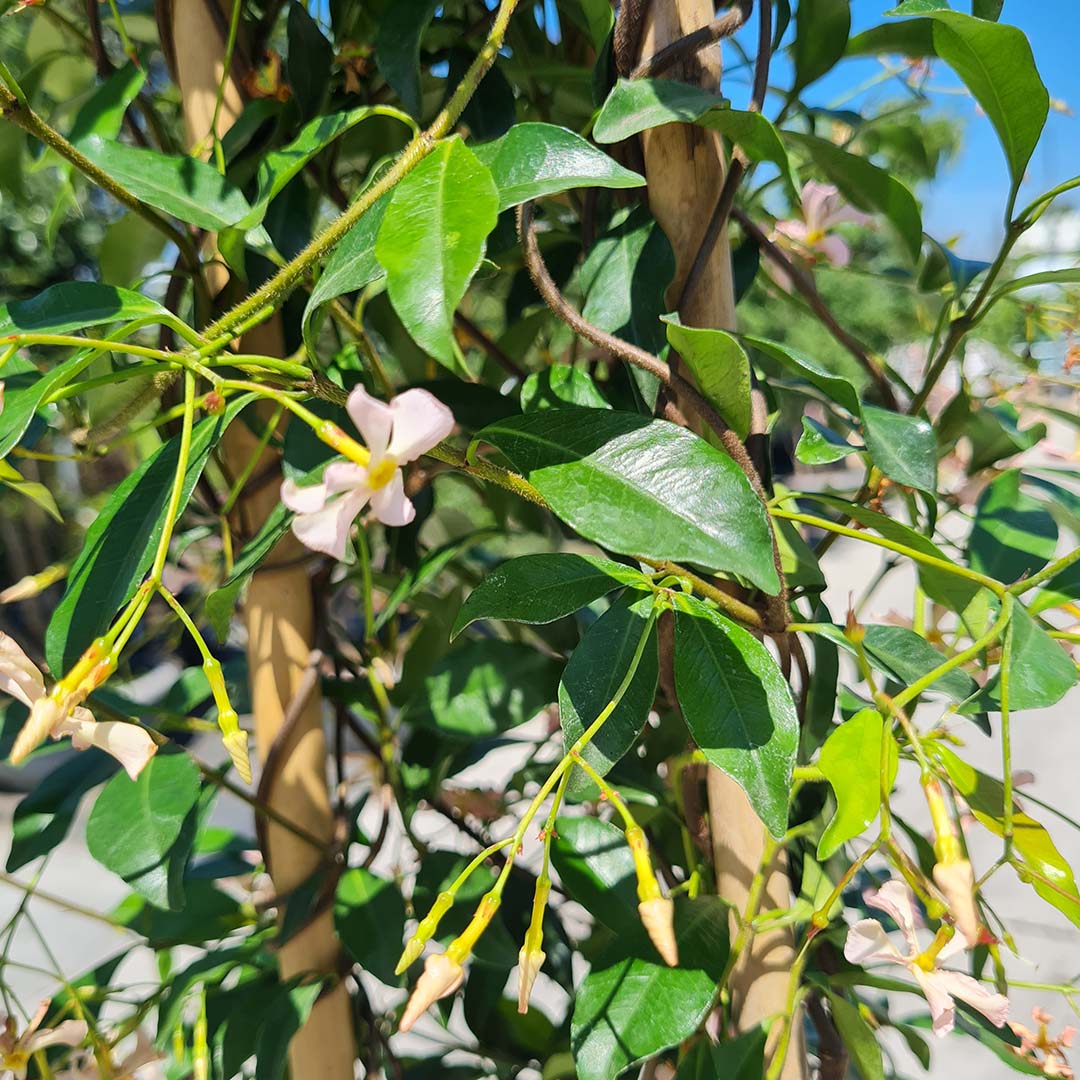 Toscaanse jasmijn 'pink shower' blad (Trachelospermum jasminoides) sterjasmijn