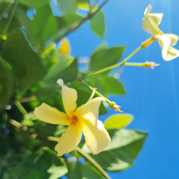 Toscaanse jasmijn 'Star of toscane' gele bloem (Trachelospermum jasminoides) / sterjasmijn