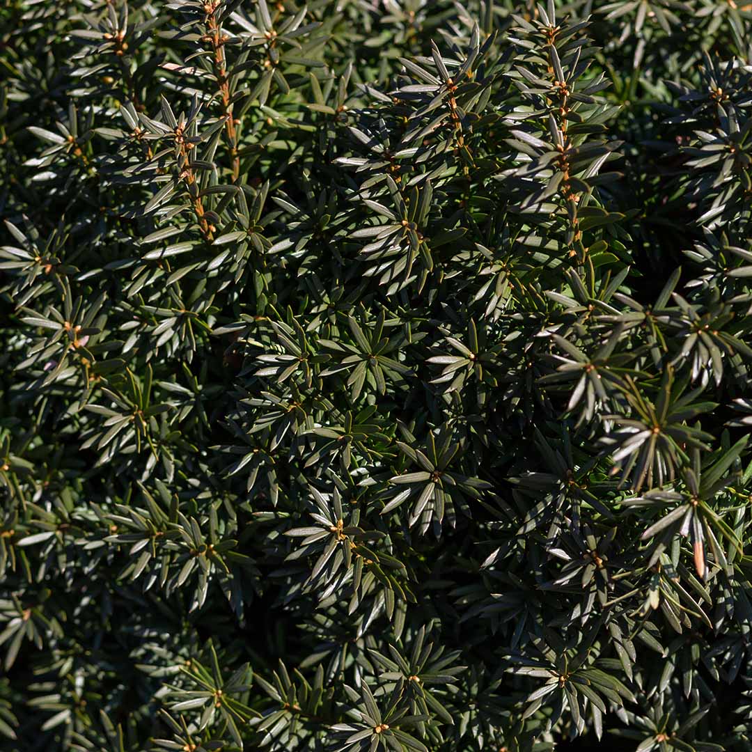 Venijnboom - Taxus baccata haag - blad