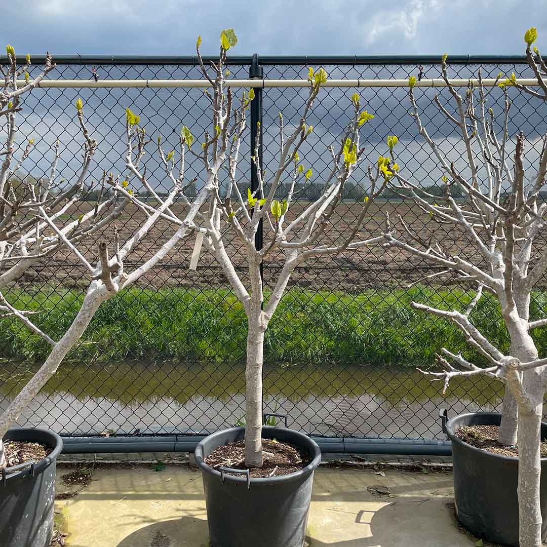 Vijgenboom 'Bianca' stamomtrek Ø18-20 cm stamhoogte 60-70 cm (Ficus carica)