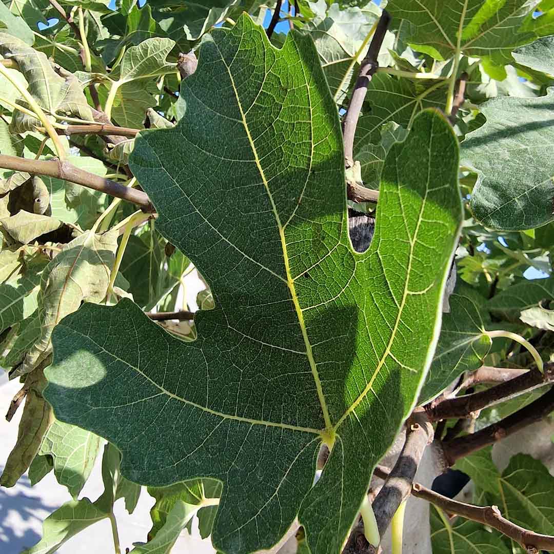 Vijgenboom 'Negra' blad (Ficus carica)