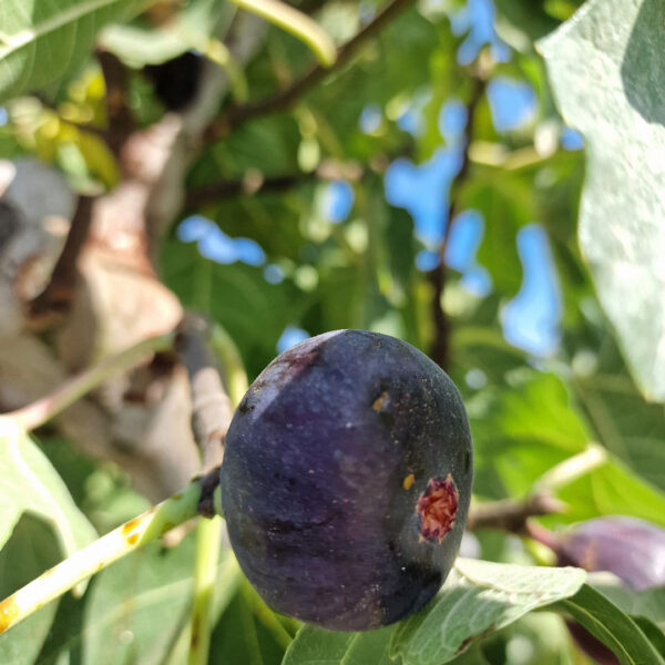 Vijgenboom 'Negra' vrucht donkerpaars(Ficus carica)