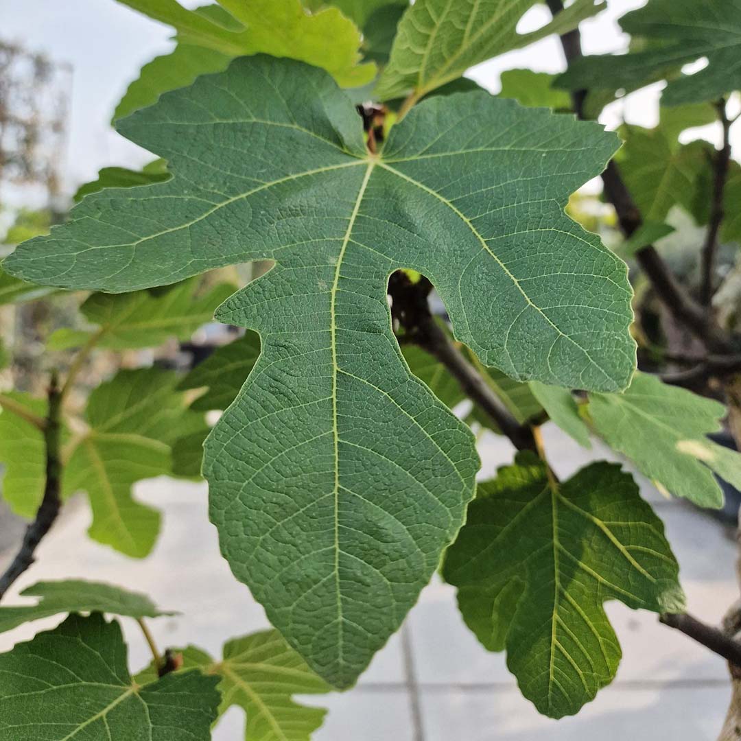 Vijgenboom blad (Ficus carica)