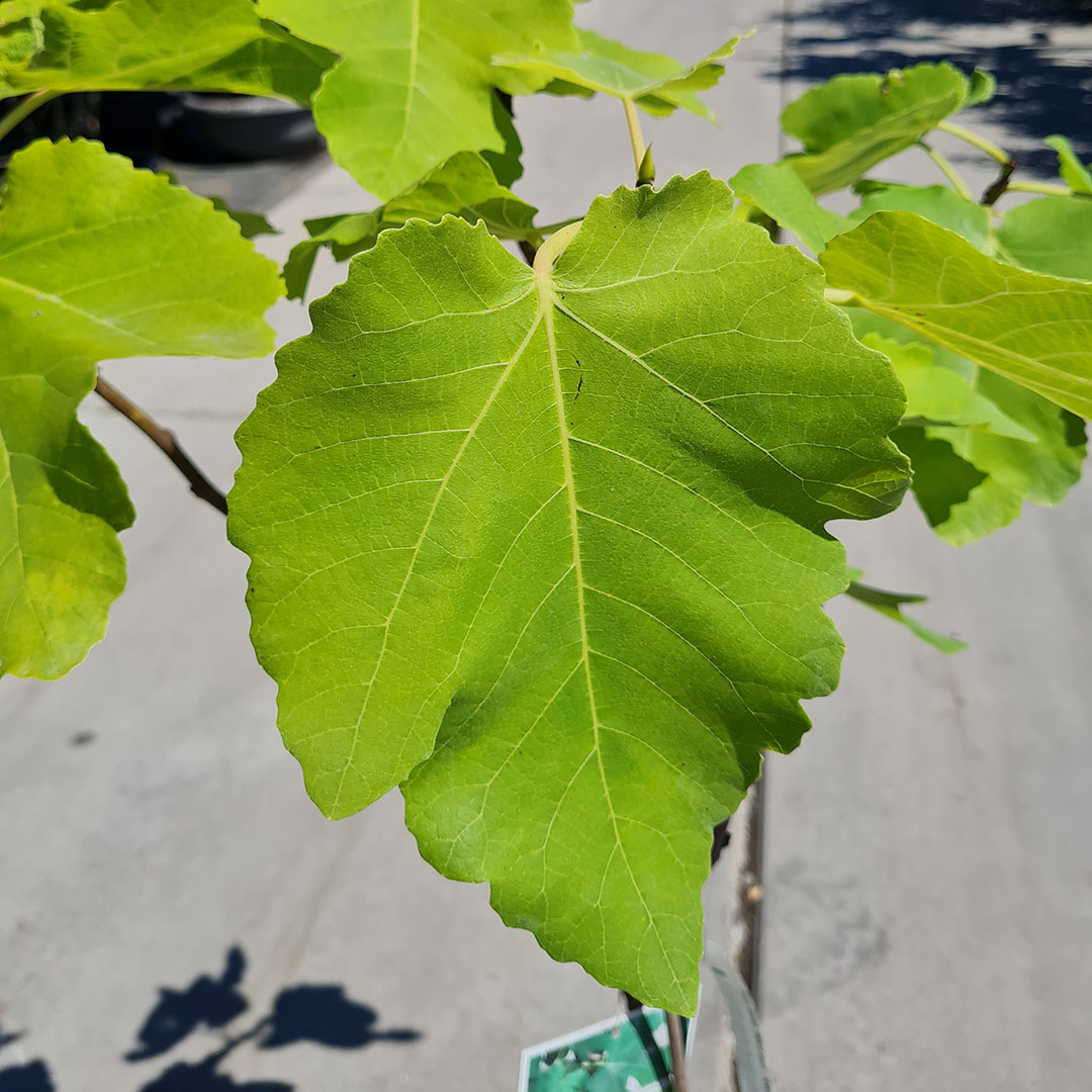 Vijgenboom blad (Ficus carica)