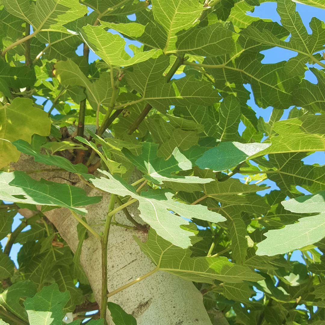 Vijgenboom blad en stam (Ficus carica)
