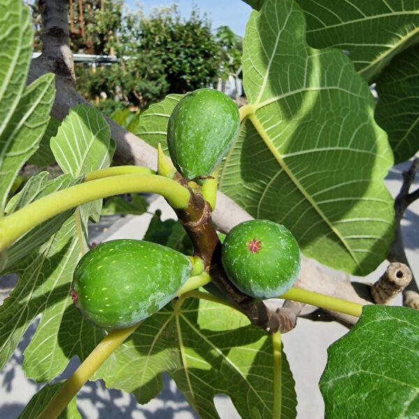 Vijgenboom blad en vrucht - vijg (Ficus carica)