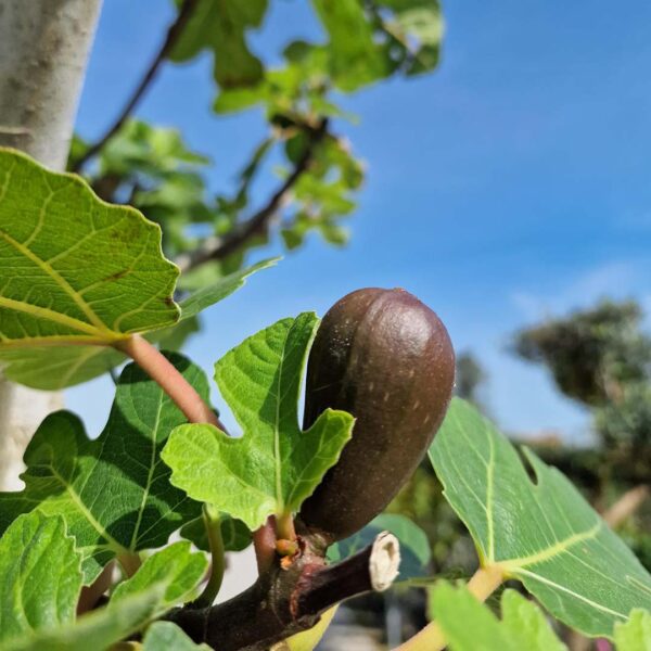 Vijgenboom blad en vrucht - vijg (Ficus carica)