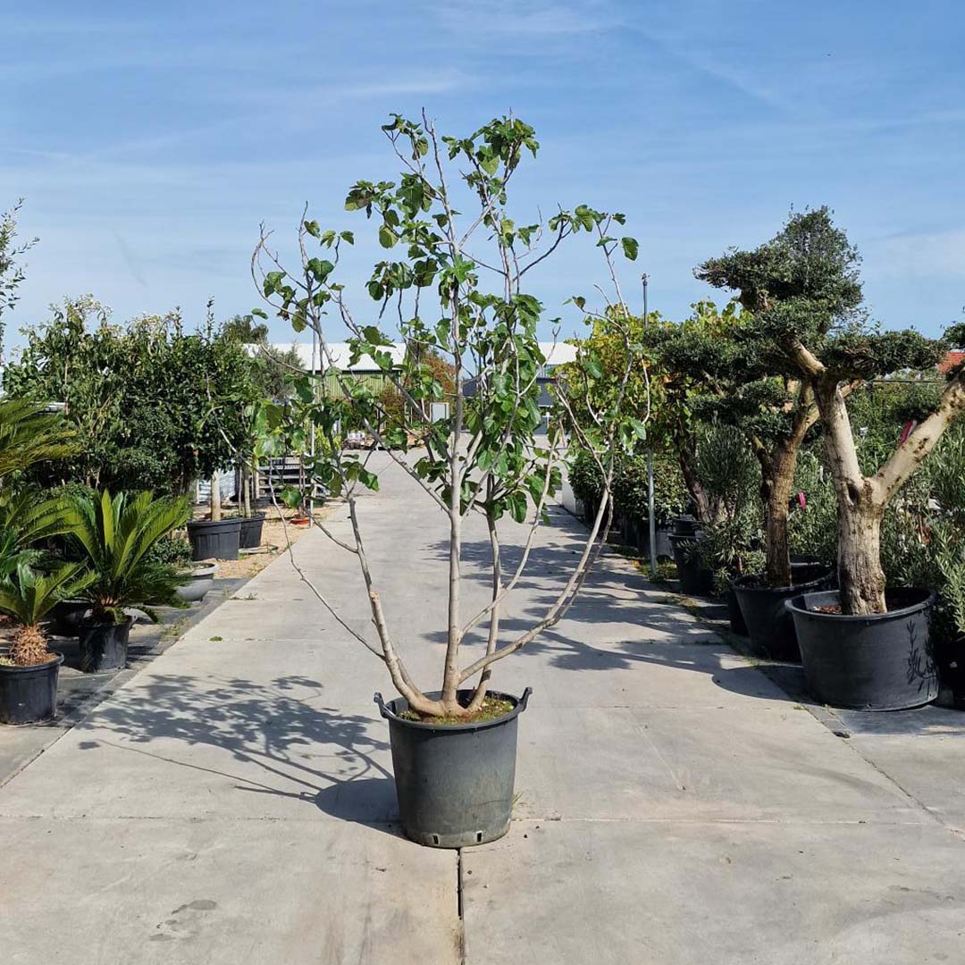 Vijgenboom meerstammig struikvorm 250-300 cm (Ficus Carica)