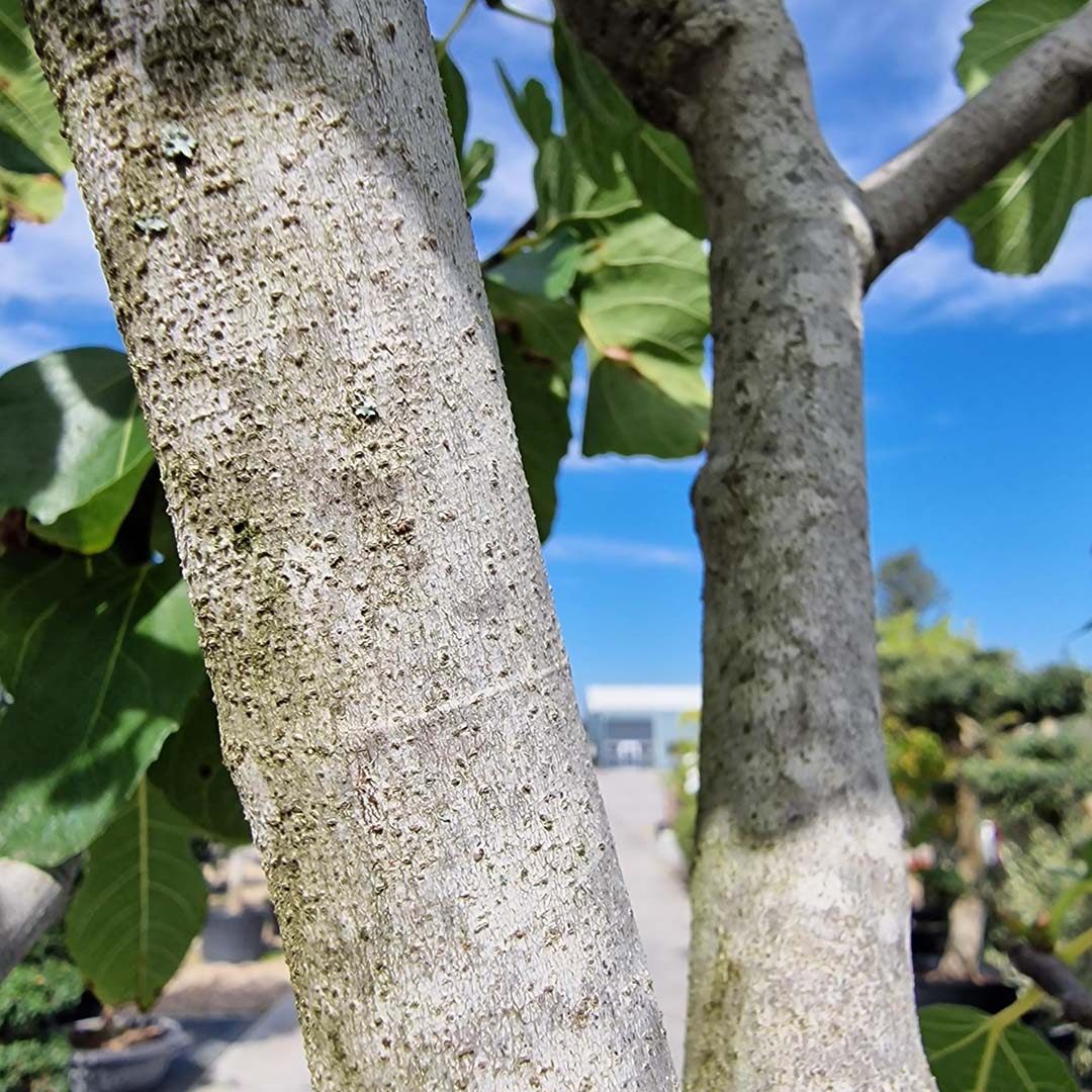 Vijgenboom stam (Ficus carica)