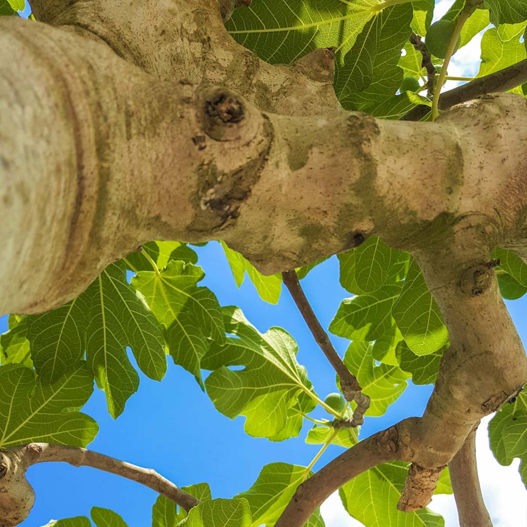 Vijgenboom stam (Ficus carica)