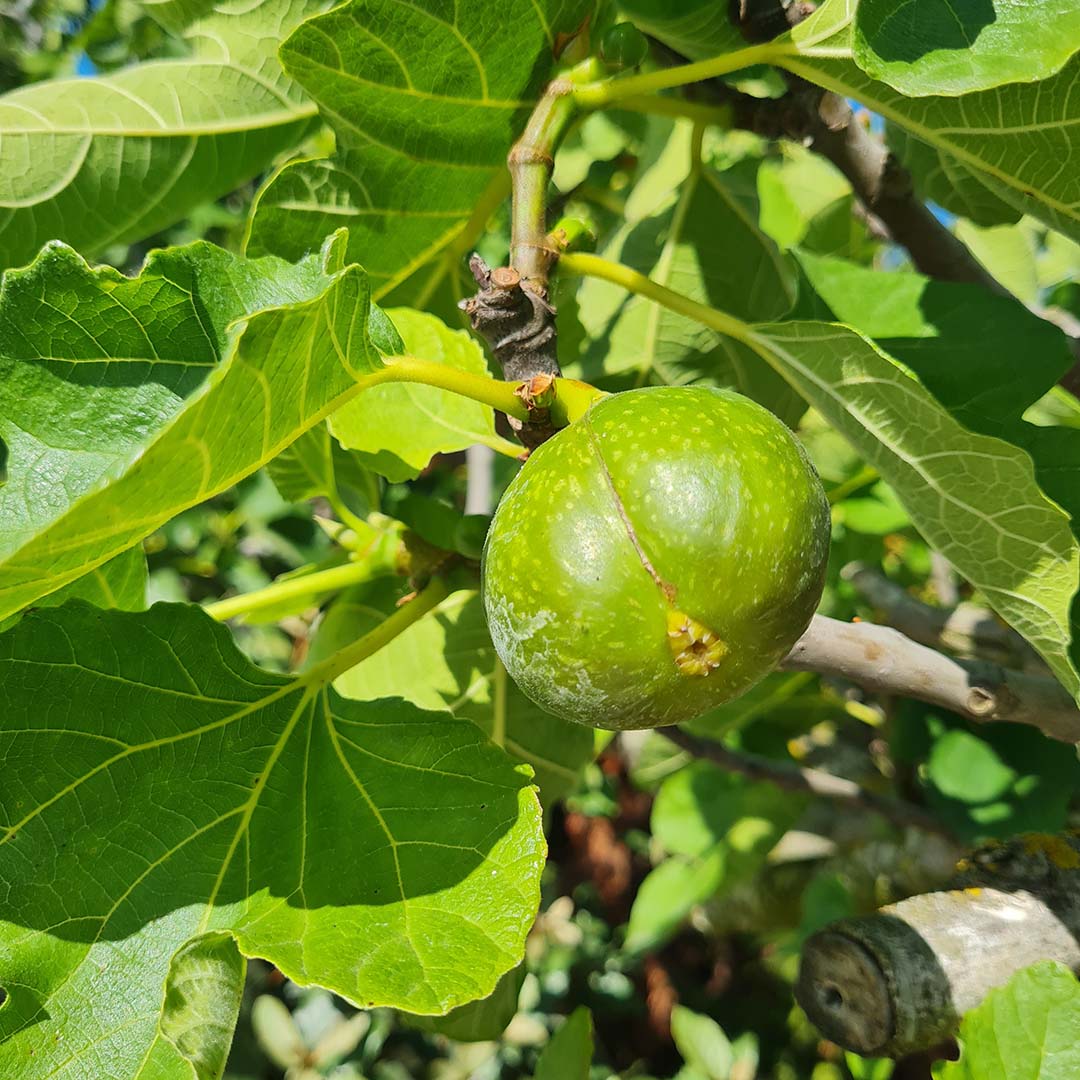 Vijgenboom vrucht - vijg (Ficus carica)