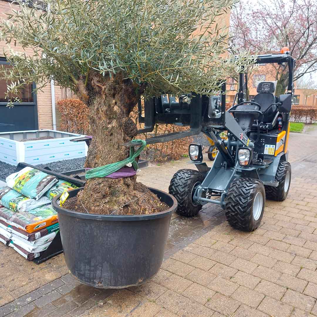 olijfboom bonsai aanplantservice