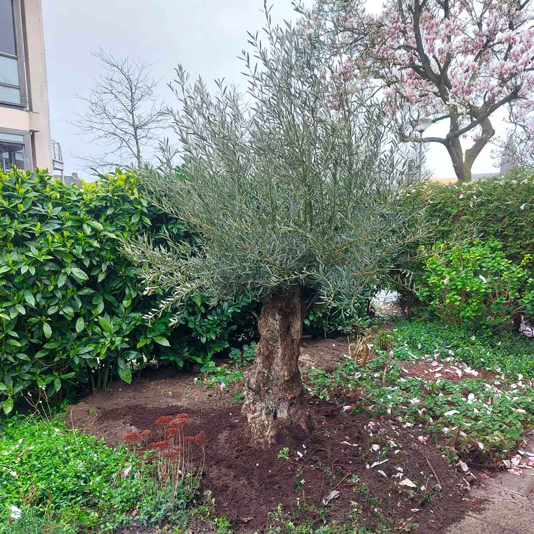 olijfboom bonsai in volle grond aanplantservice (olea europaea)