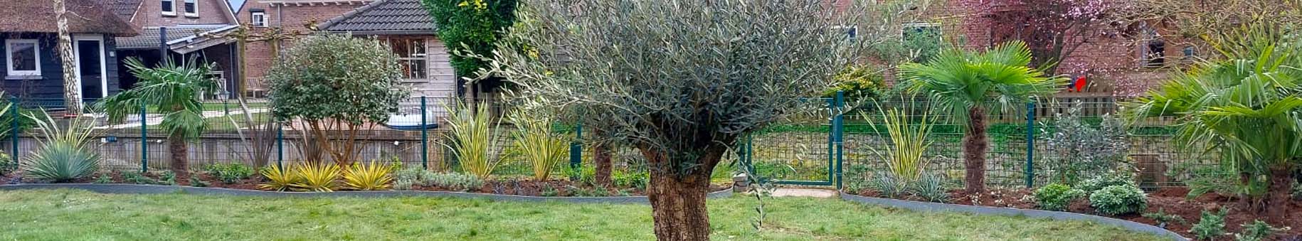 tuinproject aanplantservice - helemse bamboe - olijfboom bonsai olea europaea ruwe stam - mediterrane tuin