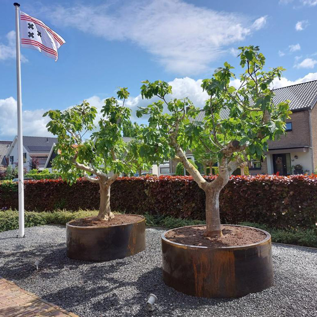 Vijgenboom in cortenstaal plantenbak cilinder (Ficus carica)