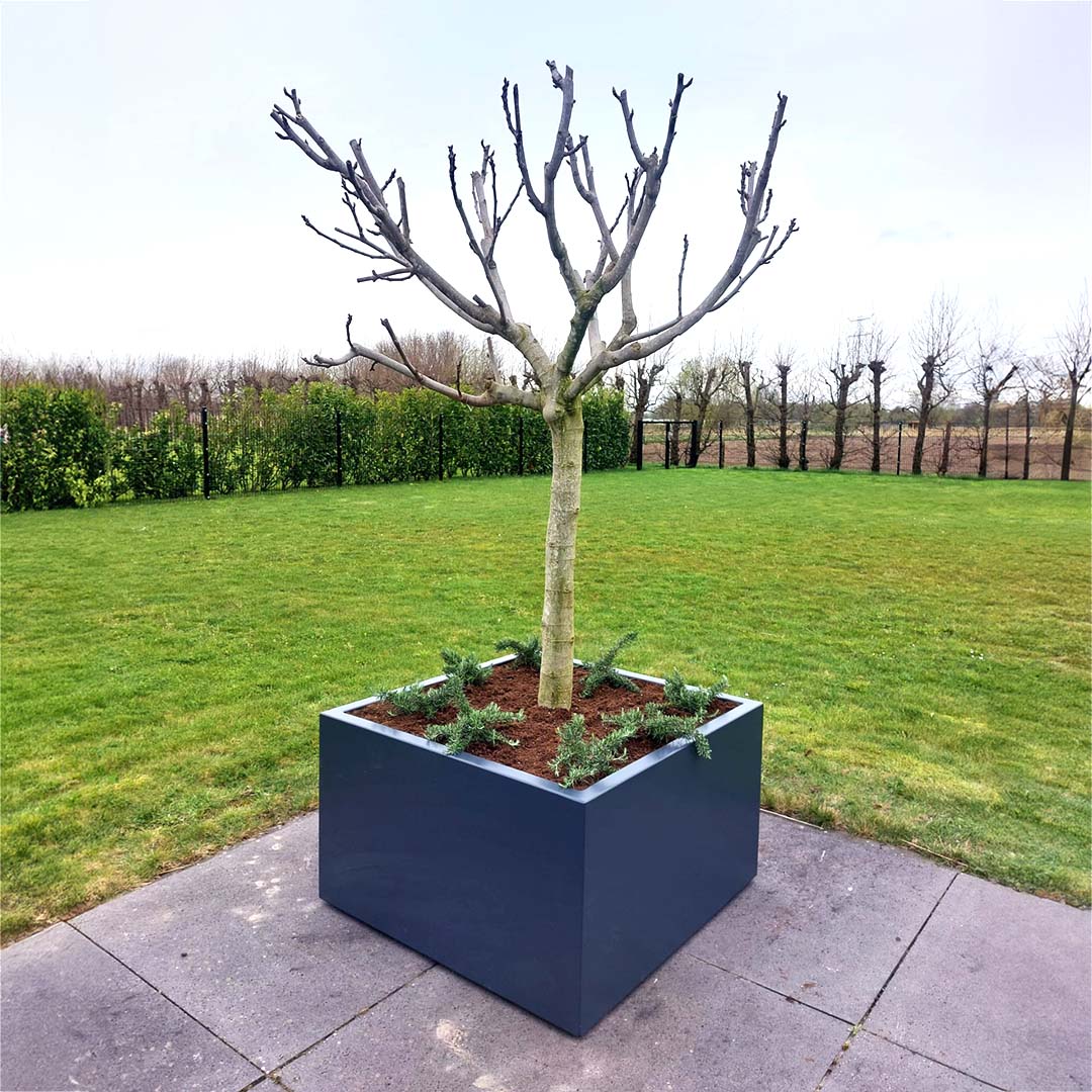 vijgenboom met rozemarijn in aluminium plantenbak (ficus carica)