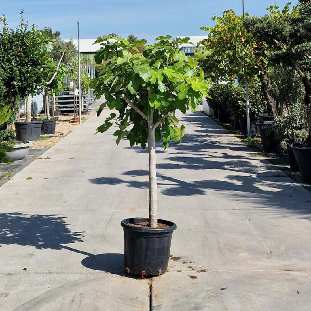 Vijgenboom stamomtrek Ø15-20 cm stamhoogte 90 cm (Ficus carica)